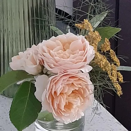 An Den Leinewiesen שווארמשטדט